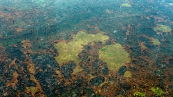 Tin tức thế giới 11/12: Diện tích rừng Amazon bị tàn phá lớn hơn diện tích lãnh thổ Tây Ban Nha
