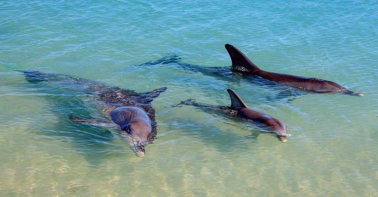 Bãi biển duy nhất ở Australia, nơi cá heo ghé thăm hàng ngày