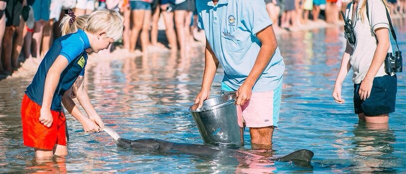 Bãi biển duy nhất ở Australia, nơi cá heo ghé thăm hàng ngày