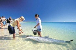 Bãi biển duy nhất ở Australia, nơi cá heo ghé thăm hàng ngày
