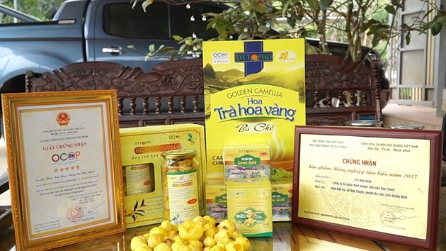 Trà hoa vàng là sản phẩm OCOP 5 sao của huyện Ba Chẽ đang trên đường trở thành sản phẩm OCOP quốc gia. (Ảnh: TTTT)