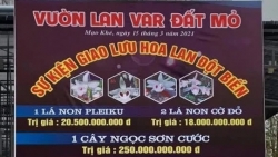 Quảng Ninh: Xác minh vụ mua bán hoa lan đột biến lên đến gần 300 tỷ đồng