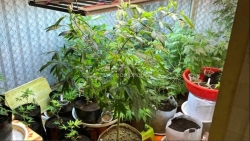 Quảng Ninh: Phát hiện đối tượng trồng cây cần sa trong nhà