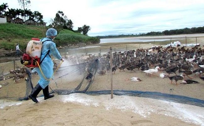 Cơ quan chuyên môn đã khẩn trương khoanh vùng, xử lý nhanh ổ dịch cúm gia cầm H5N8 tại thôn Bãi Cát, xã Vũ Oai, TP Hạ Long (Ảnh minh hoạ)