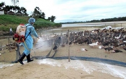 Quảng Ninh: Phát hiện và tiêu hủy hơn 3.500 con gia cầm dương tính với H5N8