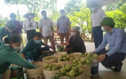 Quảng Ninh: Xét nghiệm Covid-19 tập trung cho lái xe thu mua na