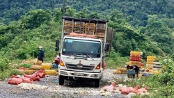 Hòa Bình: Bắt quả tang 2 đối tượng vứt hơn hơn 3 tấn gà chết ra đường