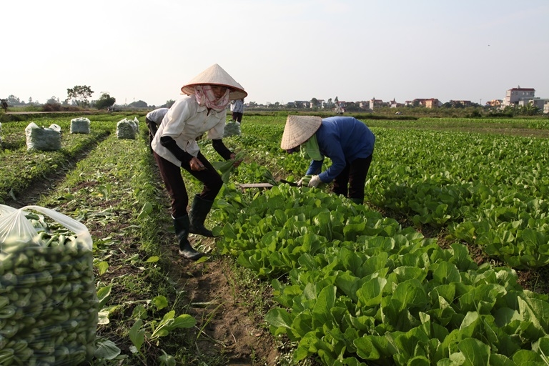 Các địa phương từng bước song hành kiểm soát dịch bệnh và khôi phục sản xuất