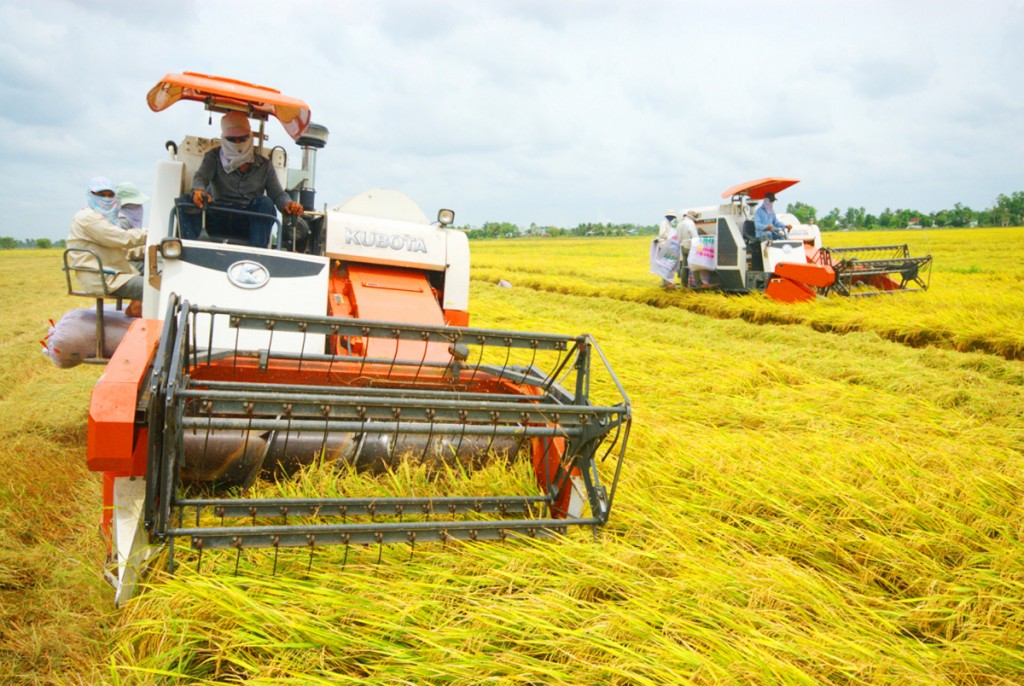 Hà Nội đẩy mạnh sản xuất lúa hàng hóa chất lượng cao