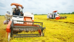 Hà Nội đẩy mạnh sản xuất lúa hàng hóa chất lượng cao