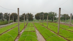 Hà Nội: 12 huyện, thị xã đã tiến hành gieo cấy lúa Xuân