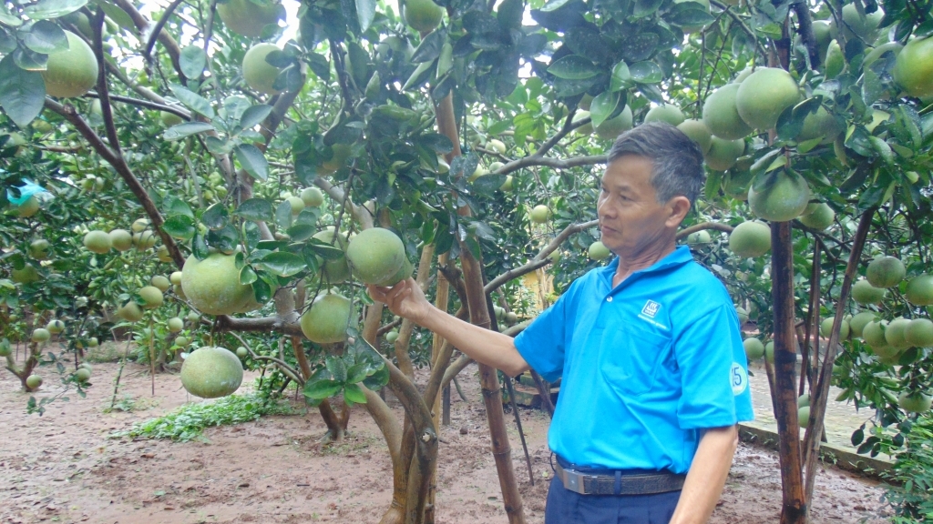 Đẩy mạnh trồng cây ăn quả giá trị cao, hướng đi mới của ngành Nông nghiệp Thủ đô