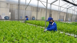 Sản xuất nông nghiệp hữu cơ: Hướng đi hiệu quả, bền vững