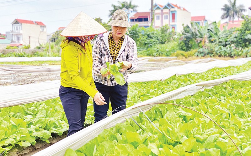 Hà Nội đổi mới mô hình kinh tế trang trại để phát triển bền vững