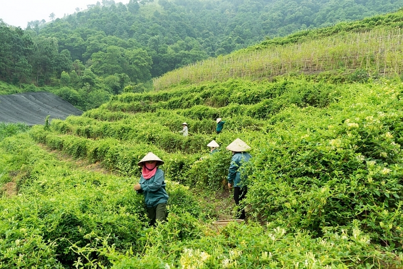 Cho phép đăng ký nhãn hiệu tập thể “Dược liệu Sóc Sơn”