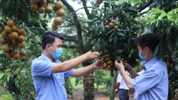 Phát huy lợi thế, nâng cao chất lượng nông sản phục vụ xuất khẩu