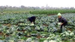 Tăng cường tiêu thụ nông sản hộ trợ các địa phương bị phong tỏa vì dịch Covid-19