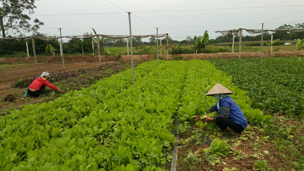 Chủ động biện pháp vận chuyển, tiêu thụ nông sản khi vào vụ thu hoạch