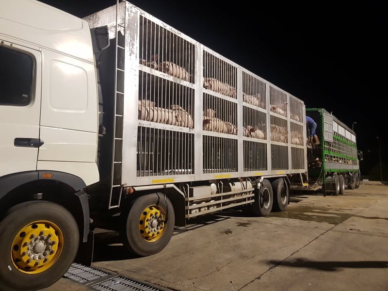 Tạm dừng nhập khẩu lợn sống từ Thái Lan vào Việt Nam