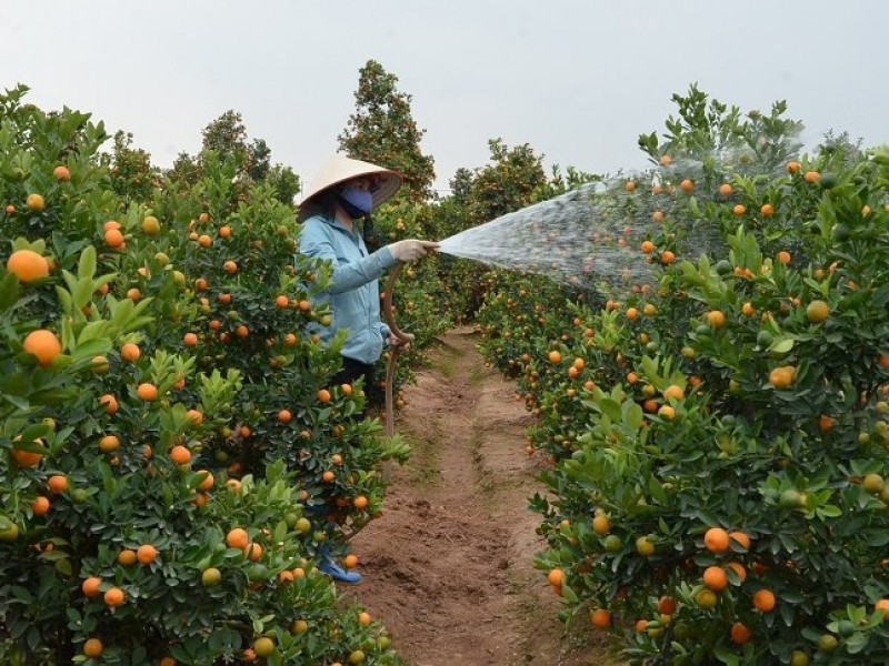 Huyện Đông Anh: Nông thôn chuyển mình hướng tới đô thị hóa