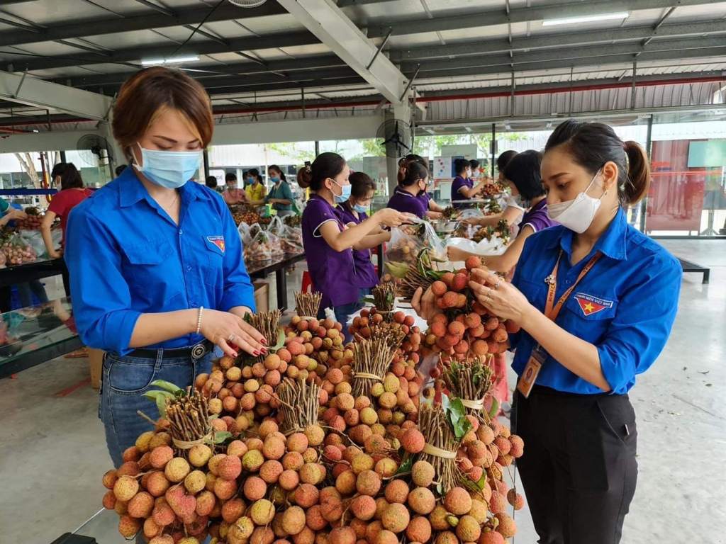 Công ty Tân Đệ hỗ trợ bà con Bắc Giang tiêu thụ gần 50 tấn vải thiều