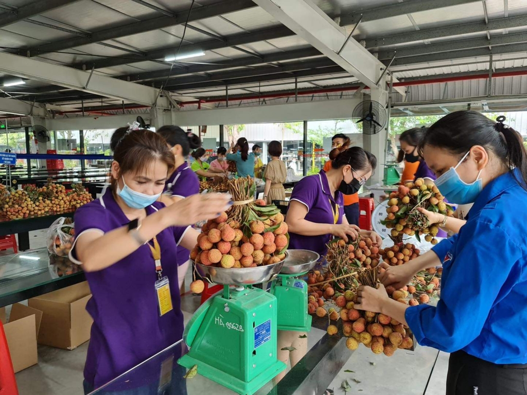 Công ty Tân Đệ hỗ trợ bà con Bắc Giang tiêu thụ gần 50 tấn vải thiều