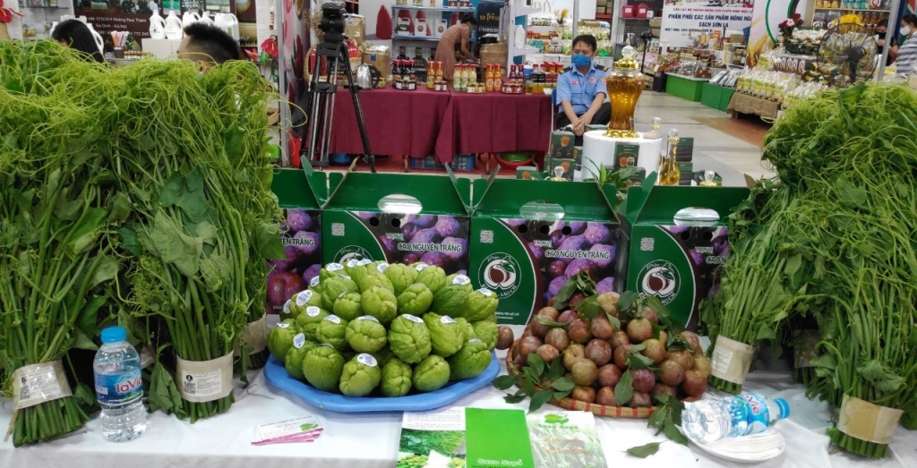 Hỗ trợ kết nối tiêu thụ mận Tam hoa và nông sản an toàn tỉnh Lào Cai