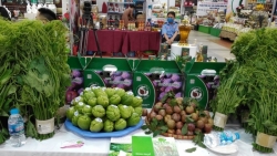 Hỗ trợ kết nối tiêu thụ mận Tam hoa và nông sản an toàn tỉnh Lào Cai