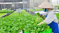 Hà Nội ban hành quy trình nội bộ giải quyết thủ tục hành chính lĩnh vực nông nghiệp