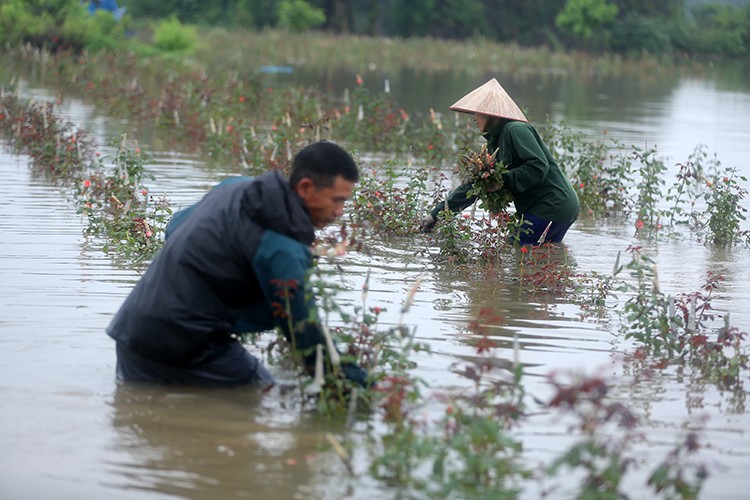 Hà Nội đẩy nhanh tiến độ thu hoạch nông sản trước mùa mưa bão