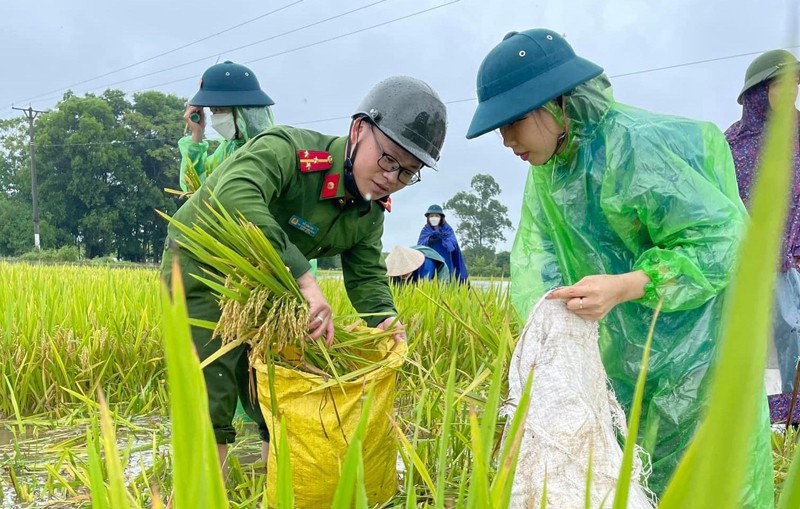 Hà Nội đẩy nhanh tiến độ thu hoạch nông sản trước mùa mưa bão