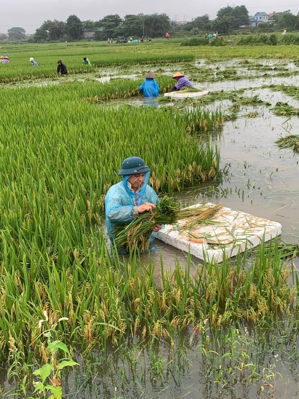 Hà Nội đẩy nhanh tiến độ thu hoạch nông sản trước mùa mưa bão