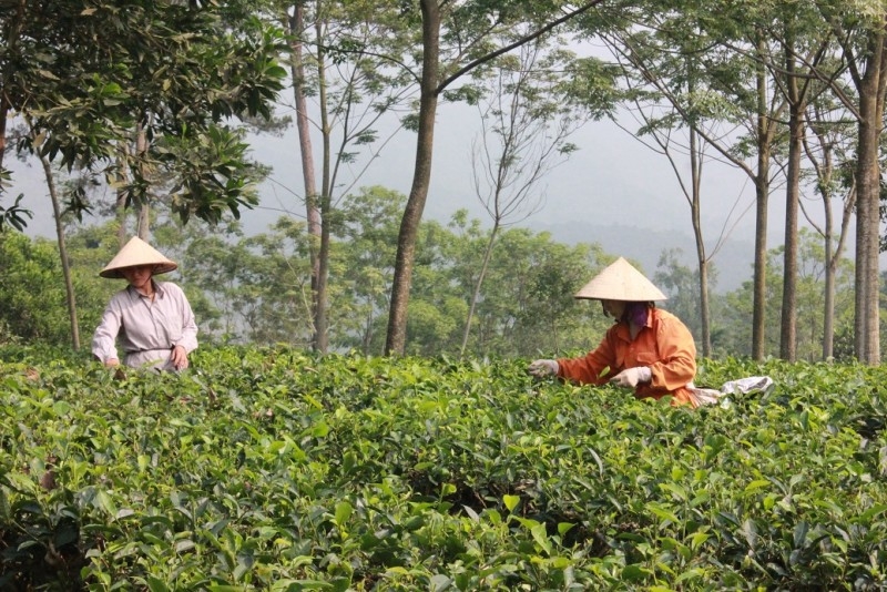 Hỗ trợ các xã vùng đồng bào dân tộc thiểu số về đích nông thôn mới