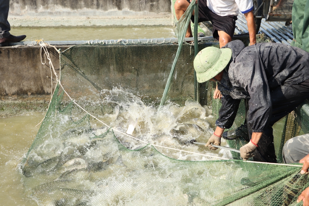 Hà Nội đảm bảo kết nối, cung ứng thủy sản phục vụ Nhân dân