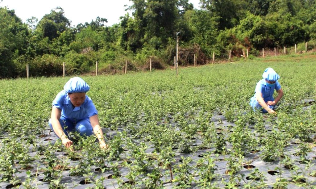 Nhân rộng mô hình chuyển đổi cây trồng kém hiệu quả sang cây dược liệu