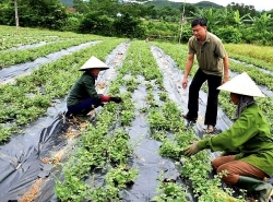 Nhân rộng mô hình chuyển đổi cây trồng kém hiệu quả sang cây dược liệu