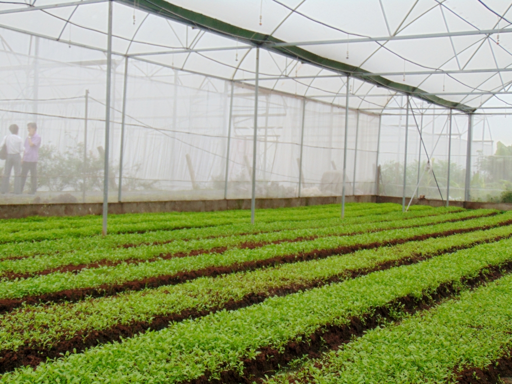Mở rộng “vùng xanh” nông nghiệp an toàn giúp nông dân yên tâm sản xuất