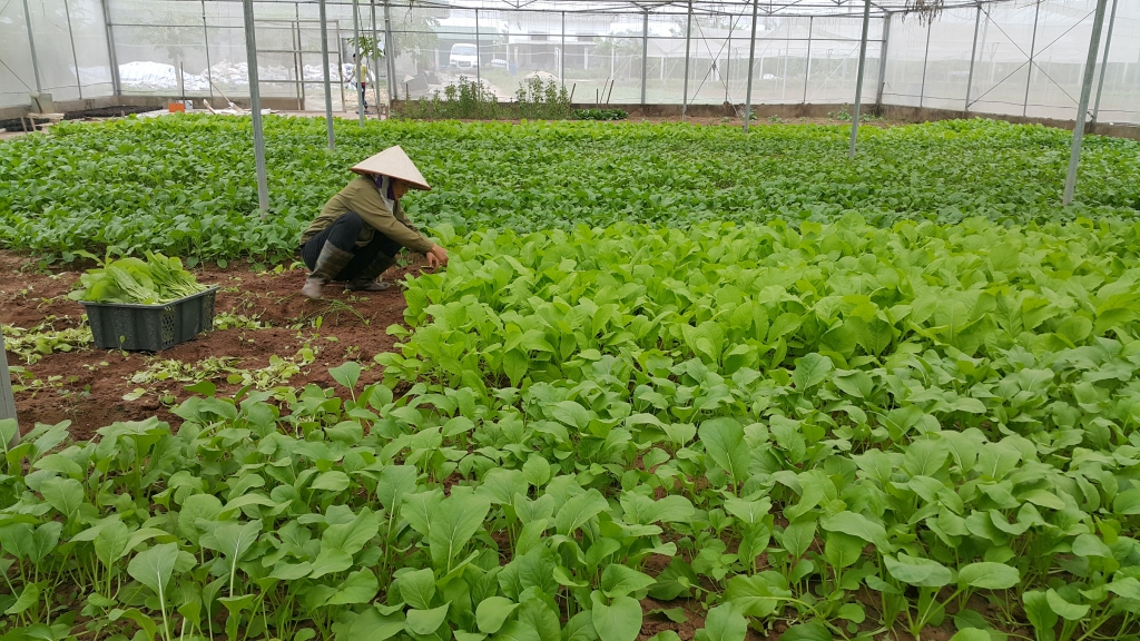 Nhân lên những “vùng xanh” nông nghiệp an toàn