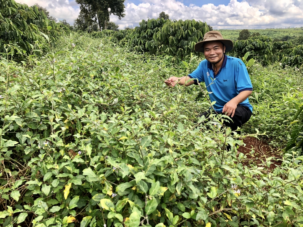 Phát triển cây dược liệu, hướng đi đầy tiềm năng