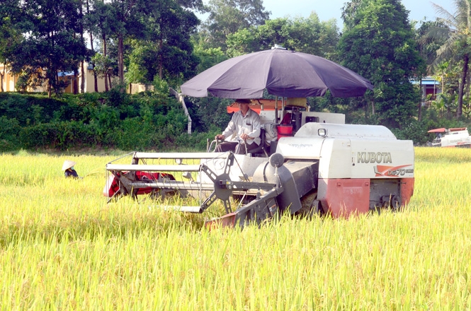 Hà Nội kỳ vọng vào vụ mùa bội thu