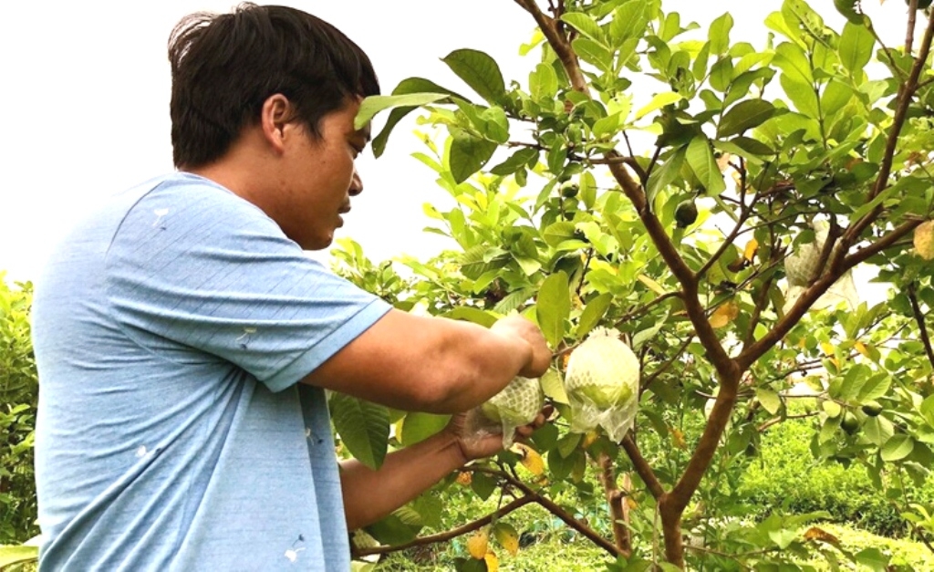 Ứng dụng khoa học công nghệ vào sản xuất sản phẩm OCOP