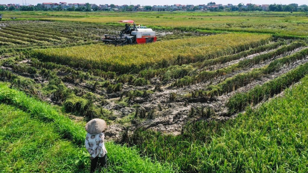 Các địa phương khẩn trương sản xuất, gối vụ phục vụ dịp Tết Nhâm Dần