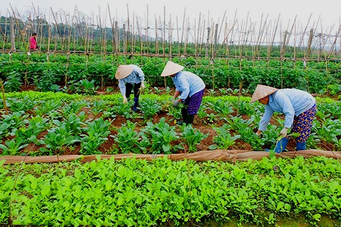 Các vùng sản xuất nông nghiệp trọng điểm tăng tốc, mở rộng sản xuất