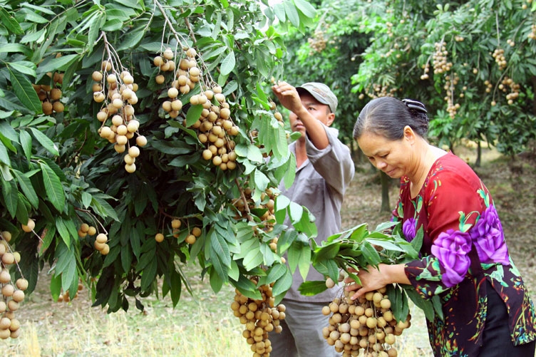 Quốc Oai xây dựng Nông thôn mới nâng cao gắn với phát triển đô thị