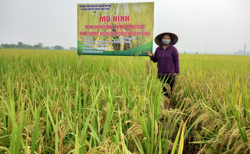 Hà Nội: Hơn 70% diện tích lúa mùa được áp dụng kỹ thuật canh tác tiên tiến