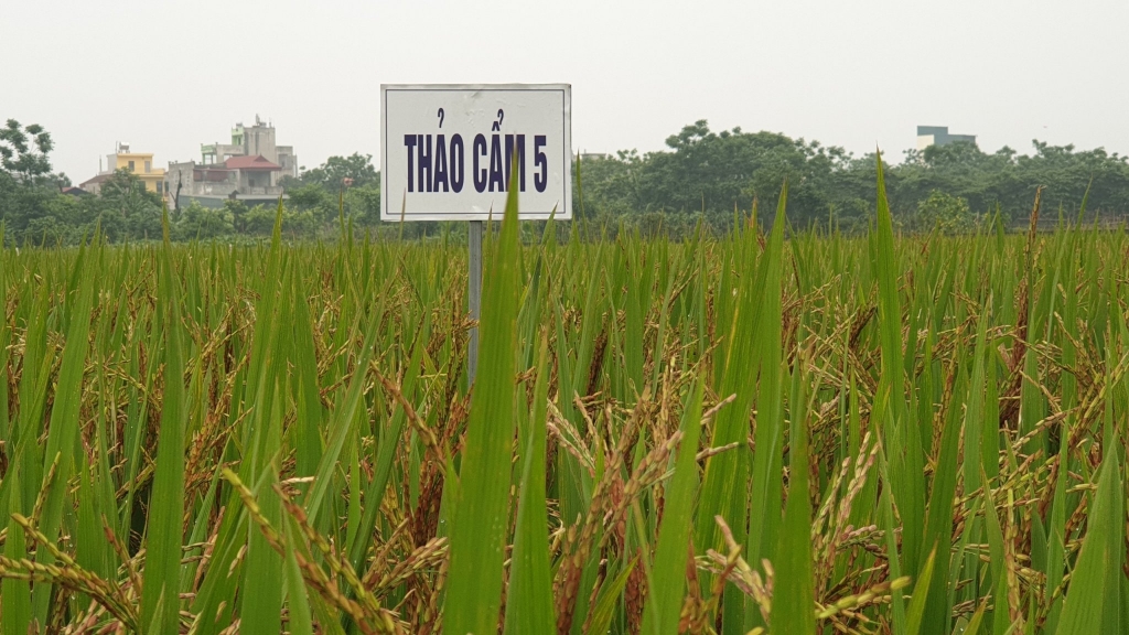 Hà Nội: Hơn 70% diện tích lúa mùa được áp dụng kỹ thuật canh tác tiên tiến