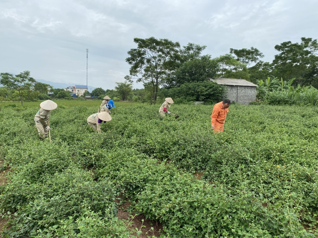 Kinh tế tập thể, hợp tác xã đóng góp quan trọng cho sự phát triển của Thủ đô