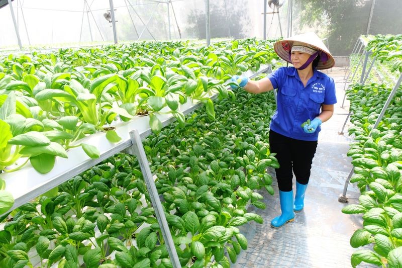 Hà Nội đẩy mạnh nhân rộng mô hình hợp tác xã ứng dụng công nghệ cao