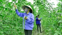 Tạo “hành lang” thuận lợi để các tỉnh Đồng bằng sông Hồng tiêu thụ nông sản