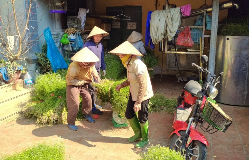 Hà Nội hoàn thiện, nhân rộng mô hình hợp tác xã kiểu mới